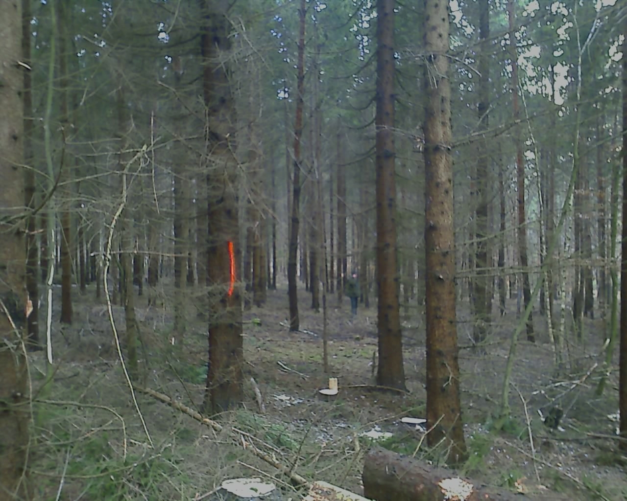 woods