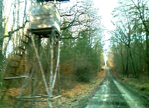 Forest managed for
timber, wildlife and recreation.